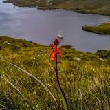 Scenery Port Davey