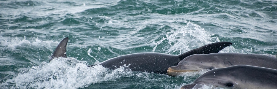 Dolphins on the starboard bow 