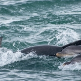 Dolphins on the starboard bow 